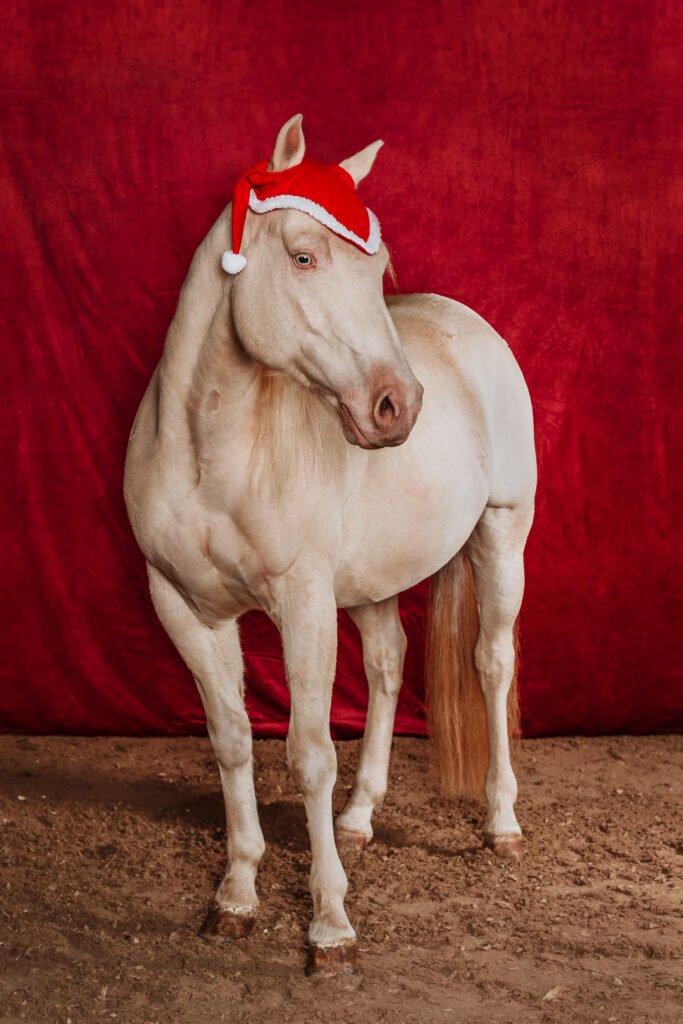 Weihnachtsshooting für Pferde