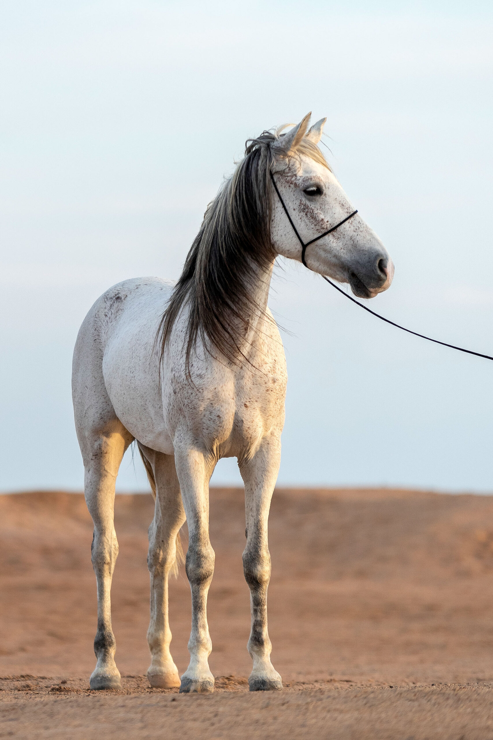Fotoshooting Halfter für Pferdefotoshootings