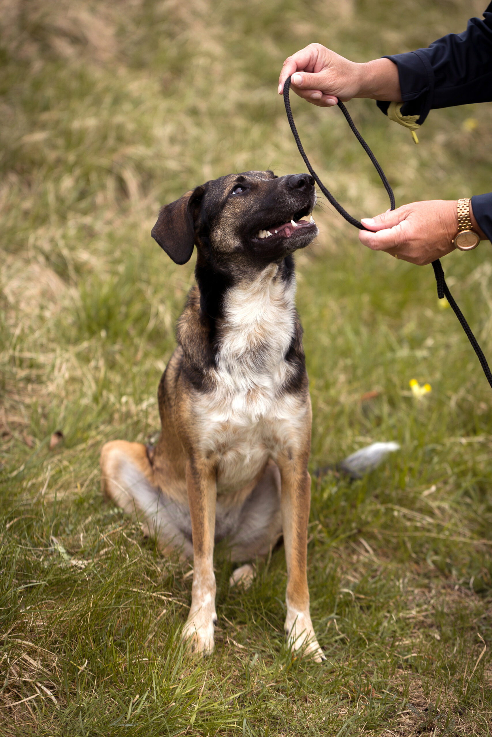 Fotoshooting Leine für Hundefotoshootings