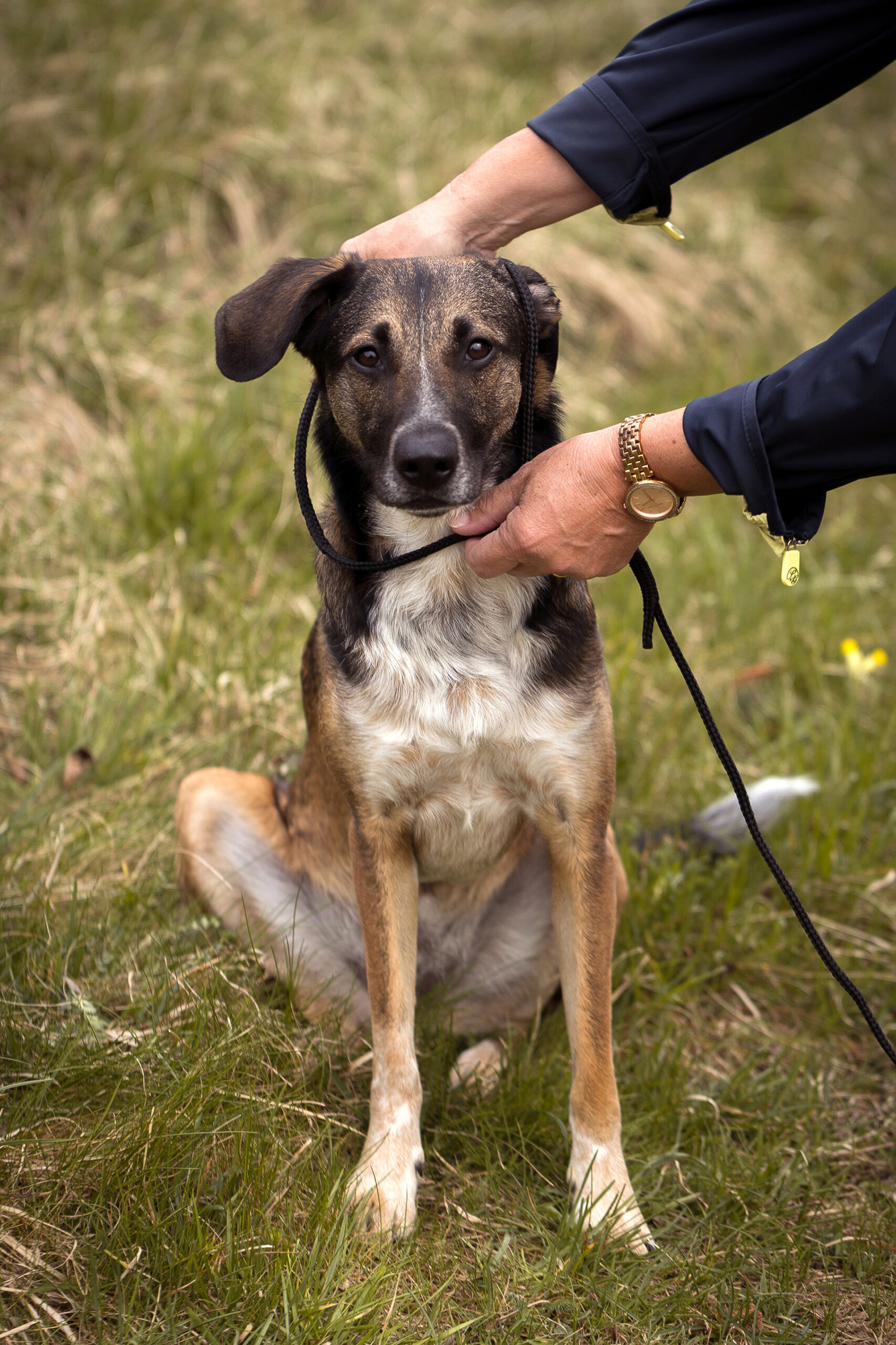 Fotoshooting Leine für Hundefotoshootings