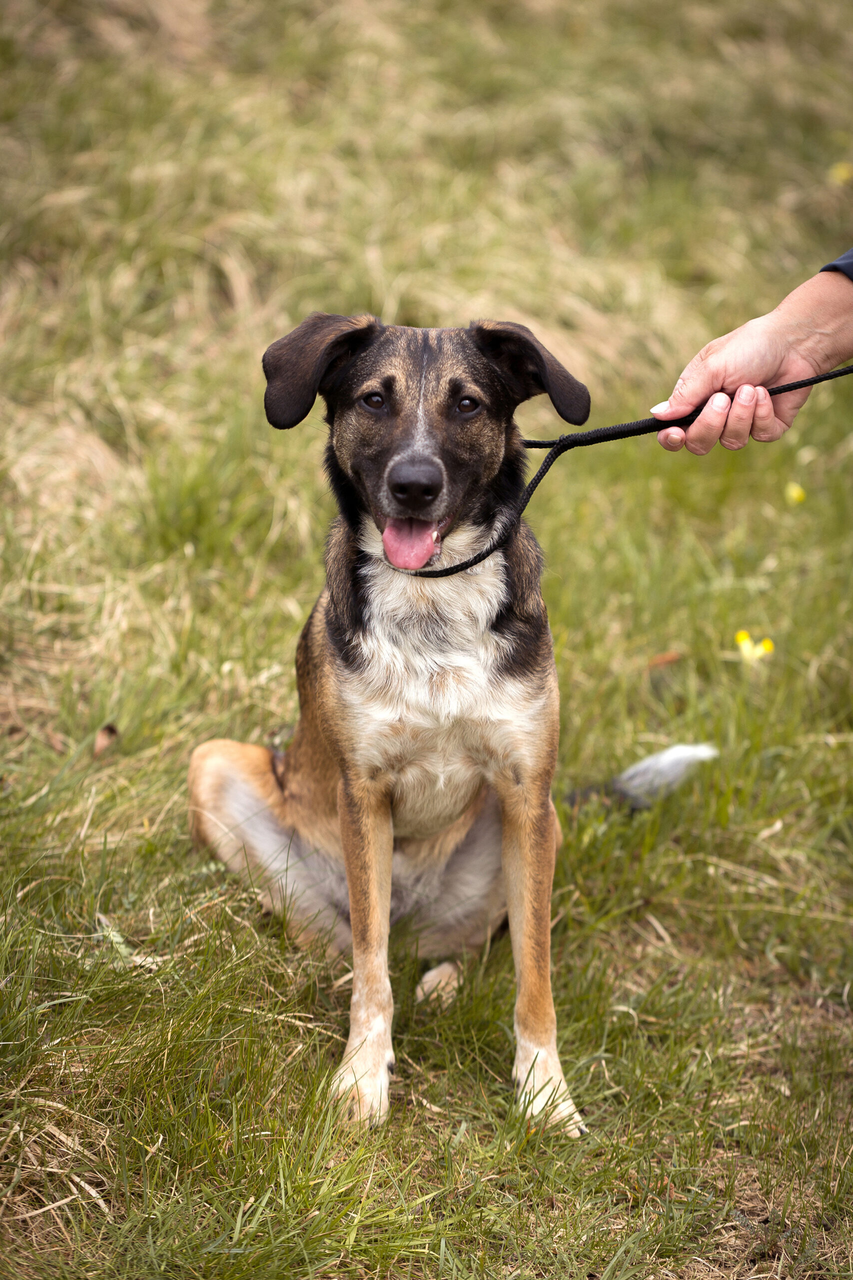 Fotoshooting Leine für Hundefotoshootings