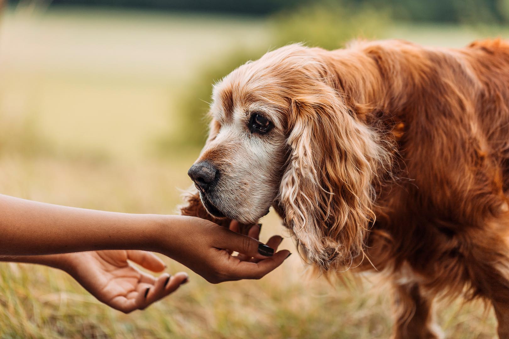 Hundefotoshooting mit Cockerspaniel draussen in der Natur