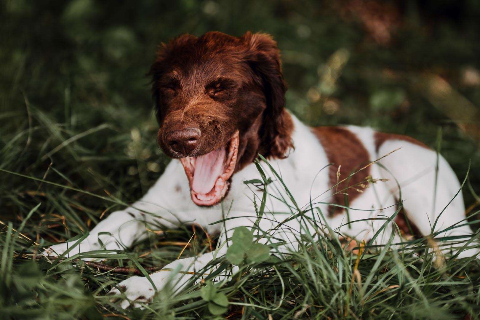 Hundefotoshooting draussen in der Natur mit kleinem Münsterländer