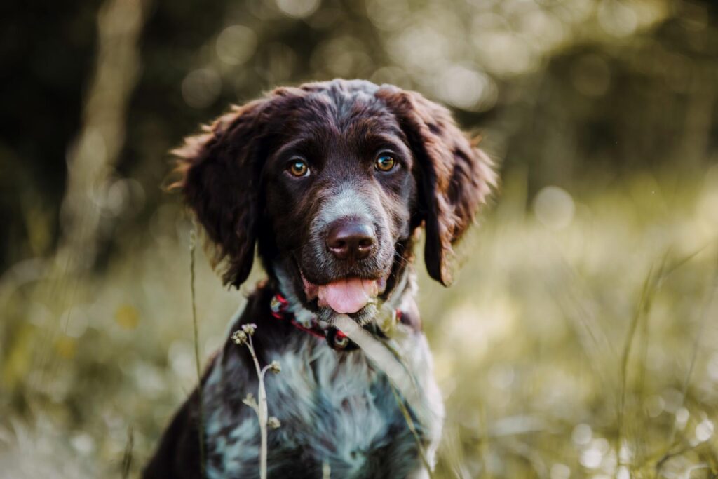 Hundefotoshooting draussen in der Natur mit kleinem Münsterländer