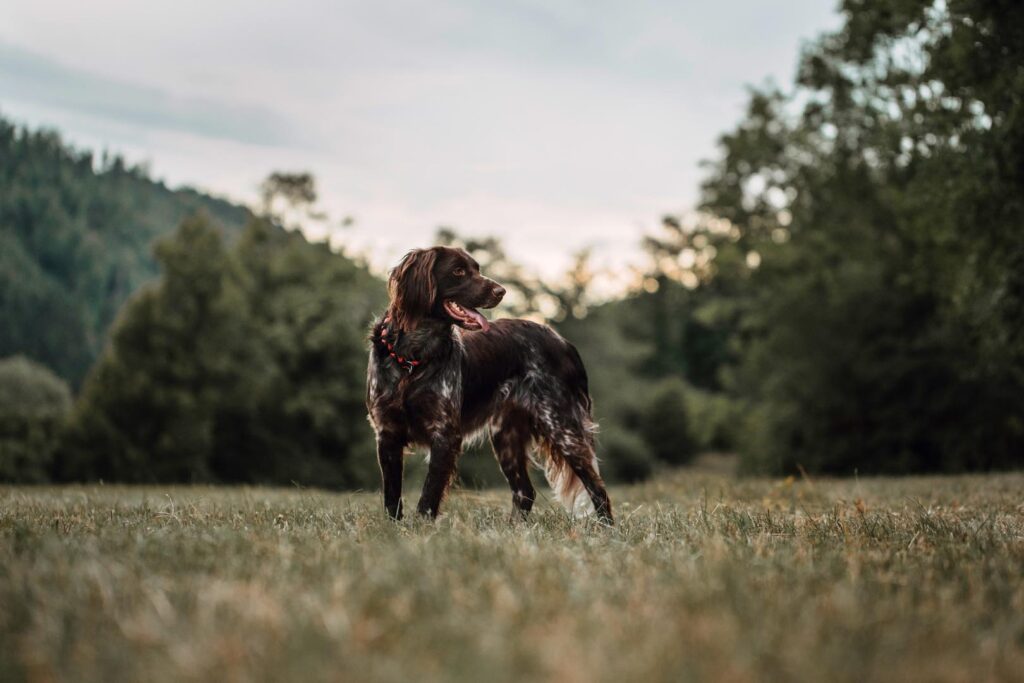 Hundefotoshooting draussen in der Natur mit kleinem Münsterländer