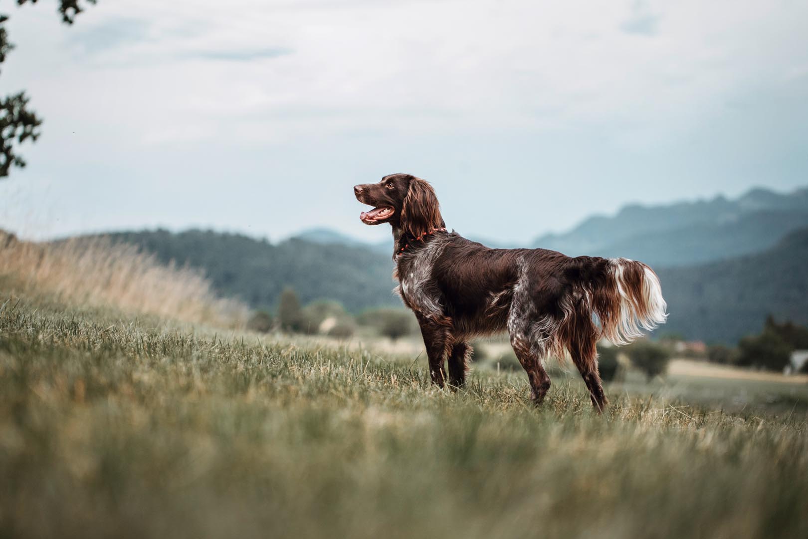 Hundefotoshooting draussen in der Natur mit kleinem Münsterländer