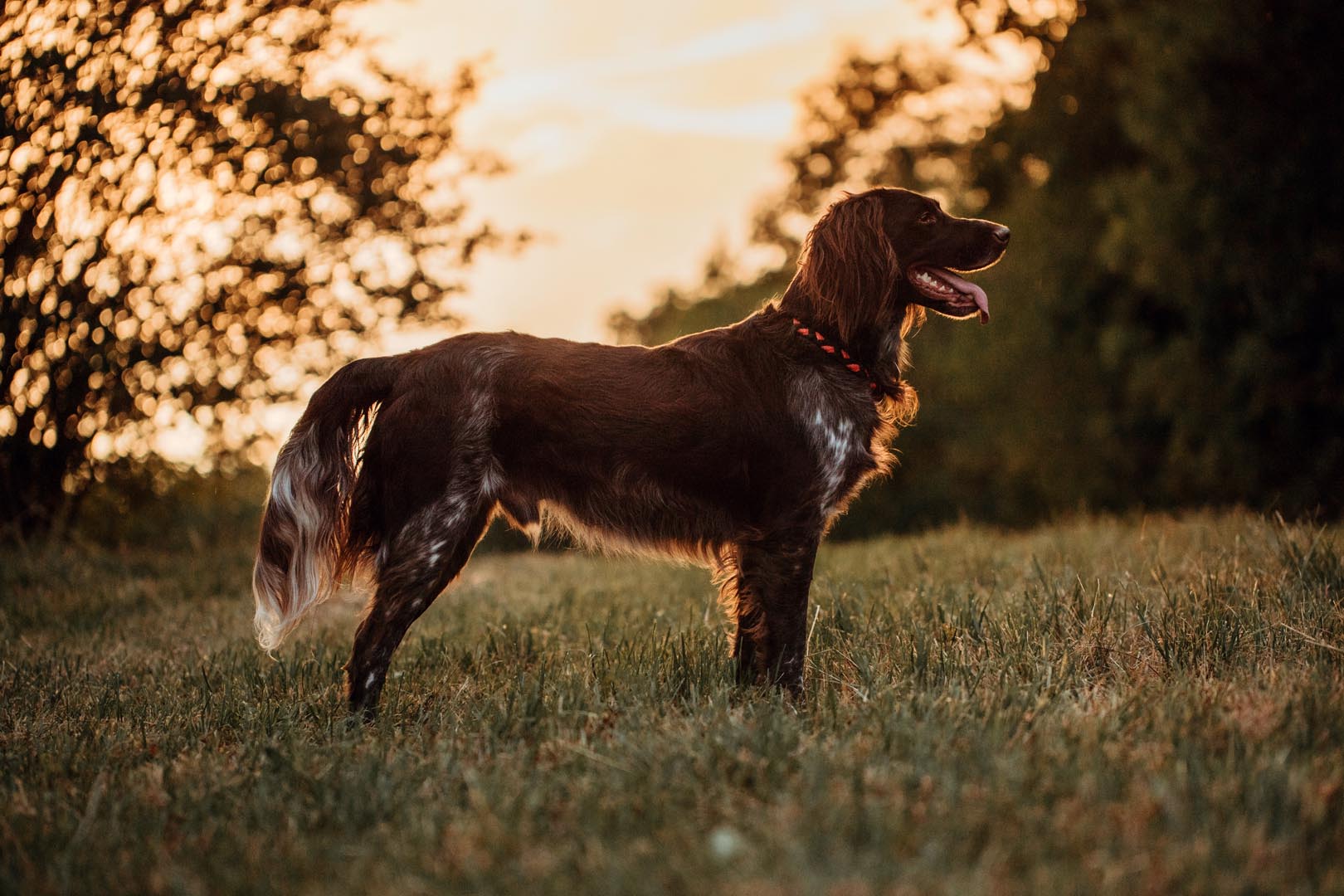 Hundefotoshooting draussen in der Natur mit kleinem Münsterländer