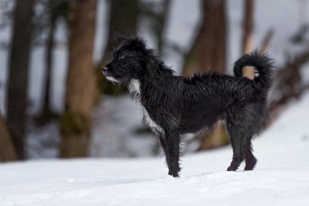 Hundefotoshooting im Schnee mit schwarzem Mischlingshund