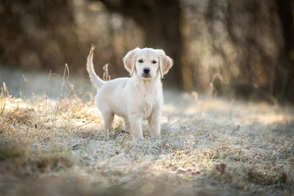 Hundefotoshooting Outdoor mit Goldenretriever Welpe