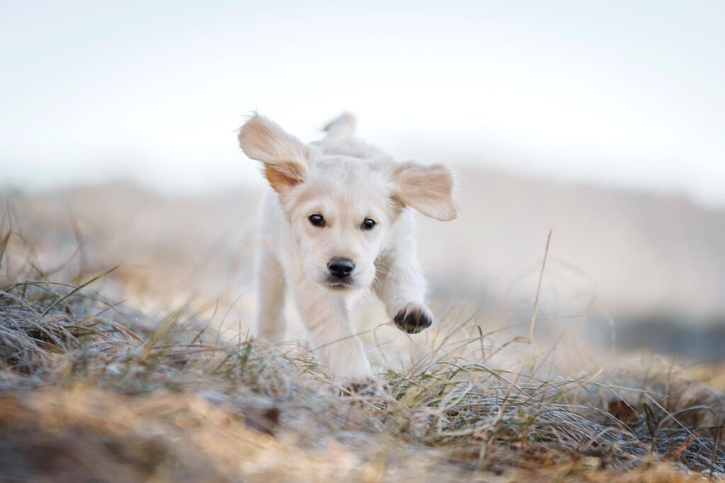 Hundefotoshooting Outdoor mit Goldenretriever Welpe