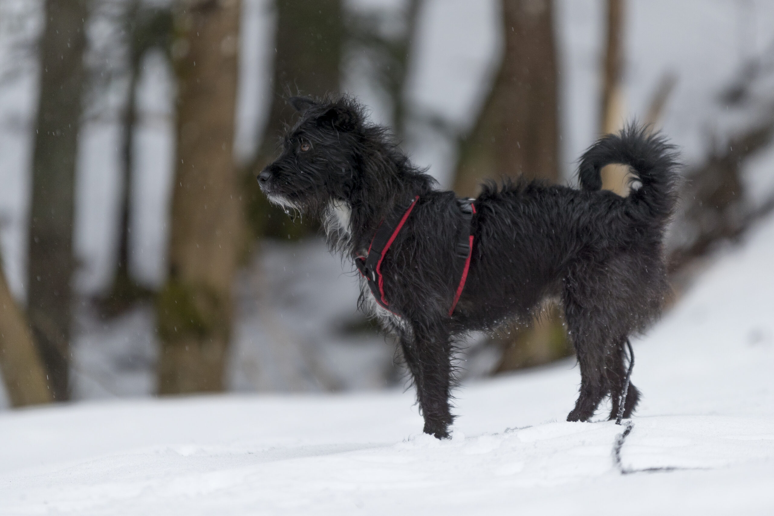 Bild Vorher Hund Outdoor