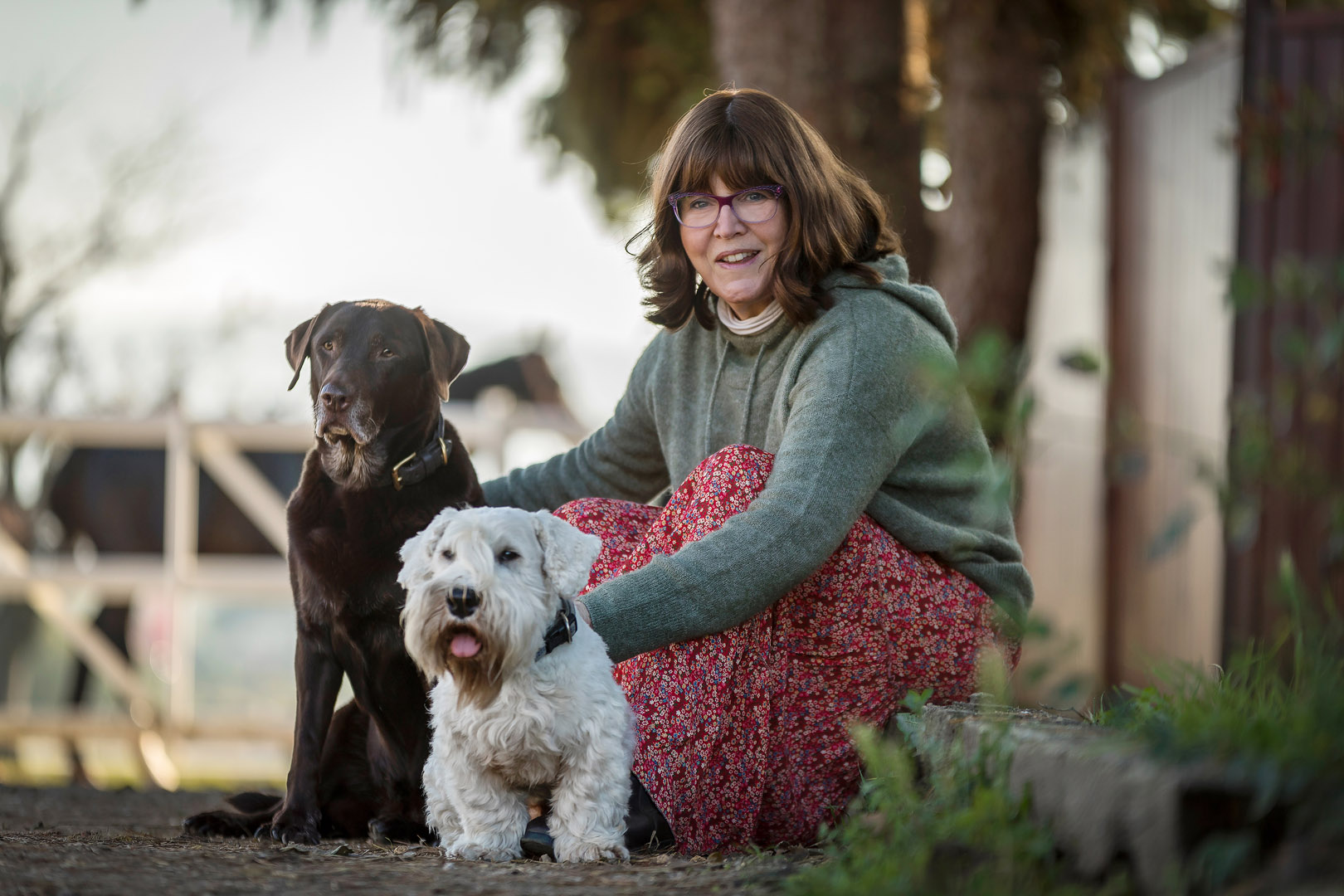 Hundefotoshooting Outdoor mit Labrador Retriever und Sealyham Terrier