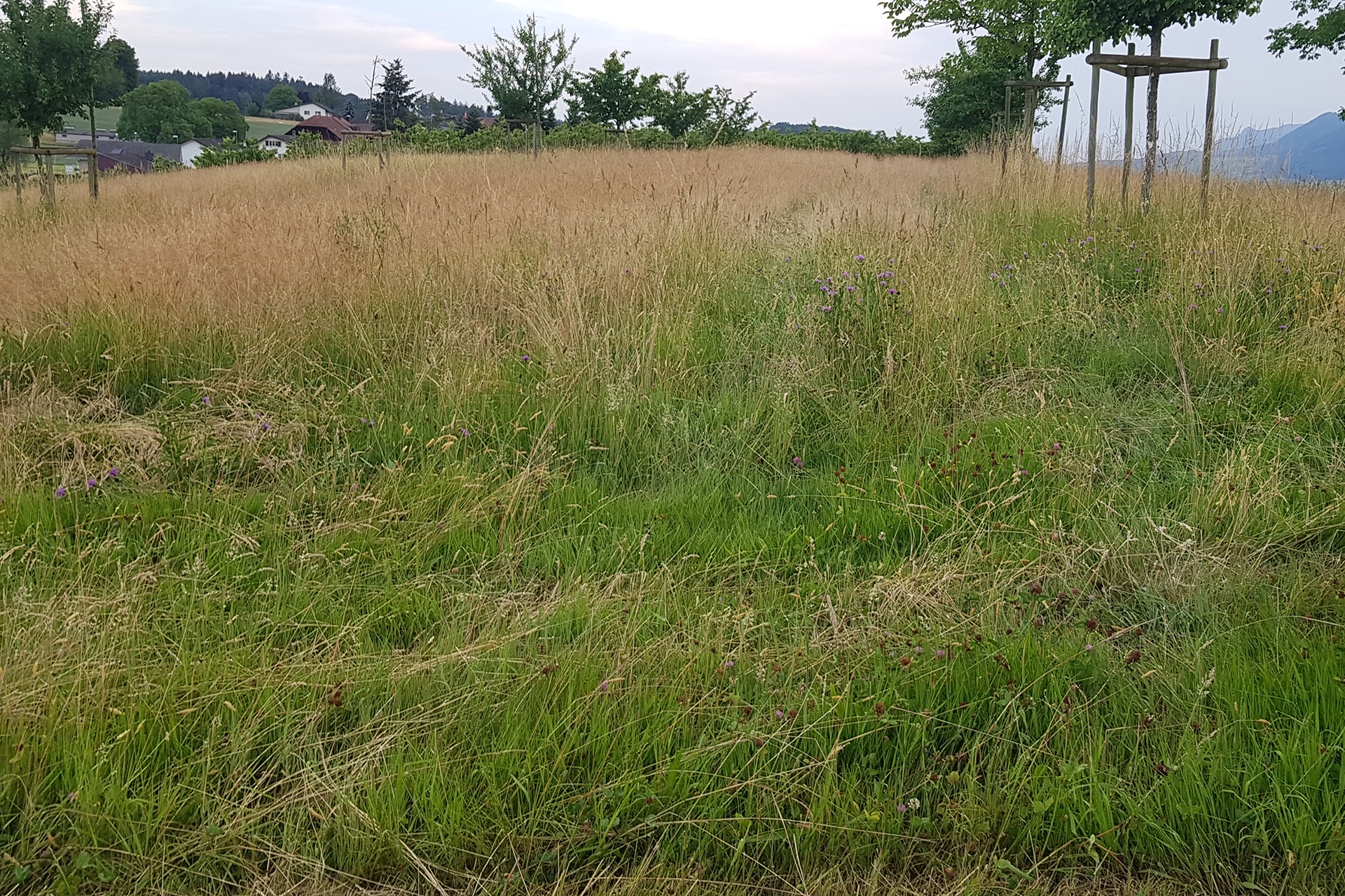 Locationfoto von einer Wiese mit hohem Gras