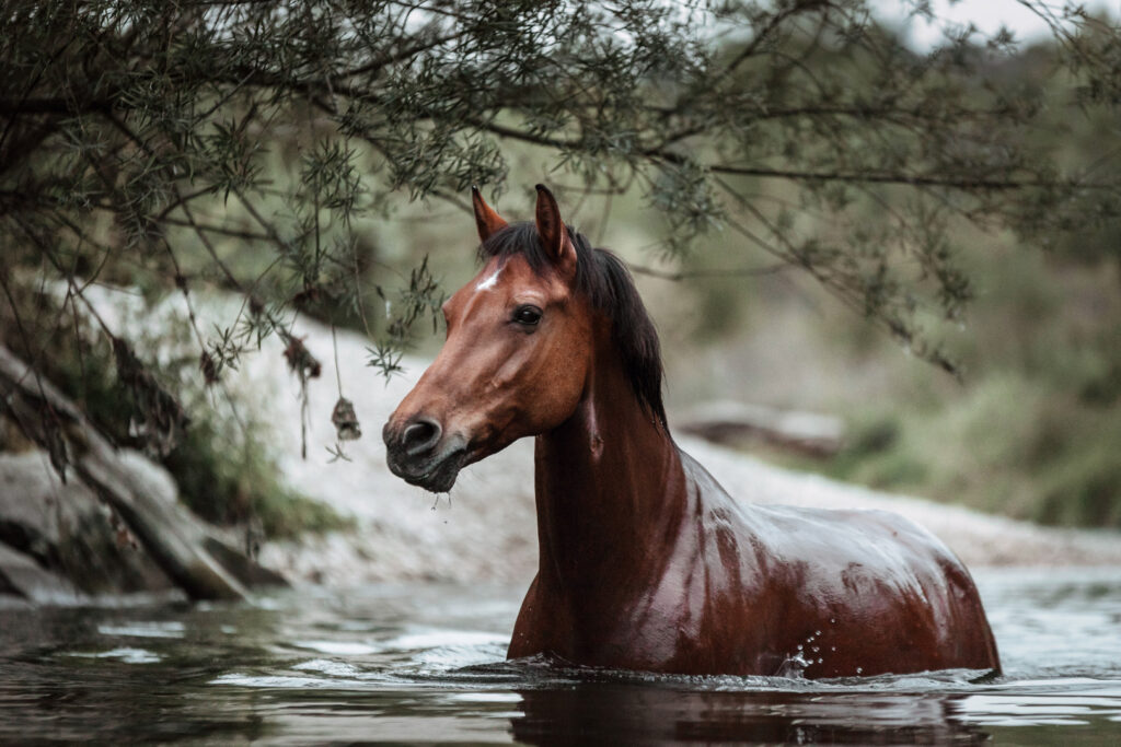 Pferdefotoshooting Outdoor | Leika | ⓒ Lea Styger Photography