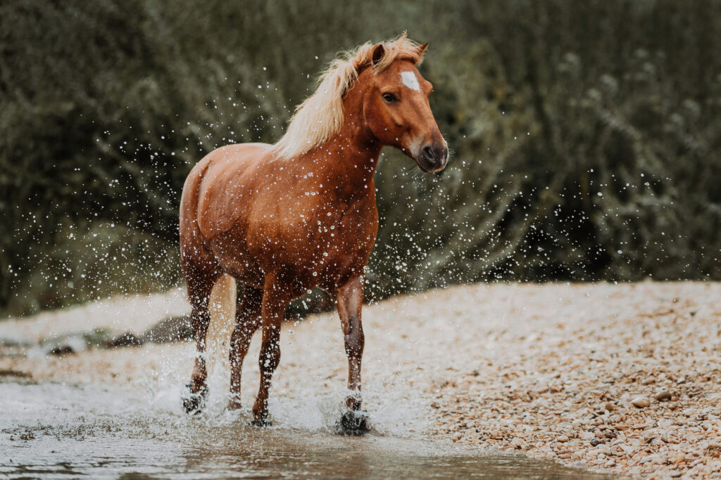 Pferdefotoshooting Outdoor | Charlie | ⓒ Lea Styger Photography