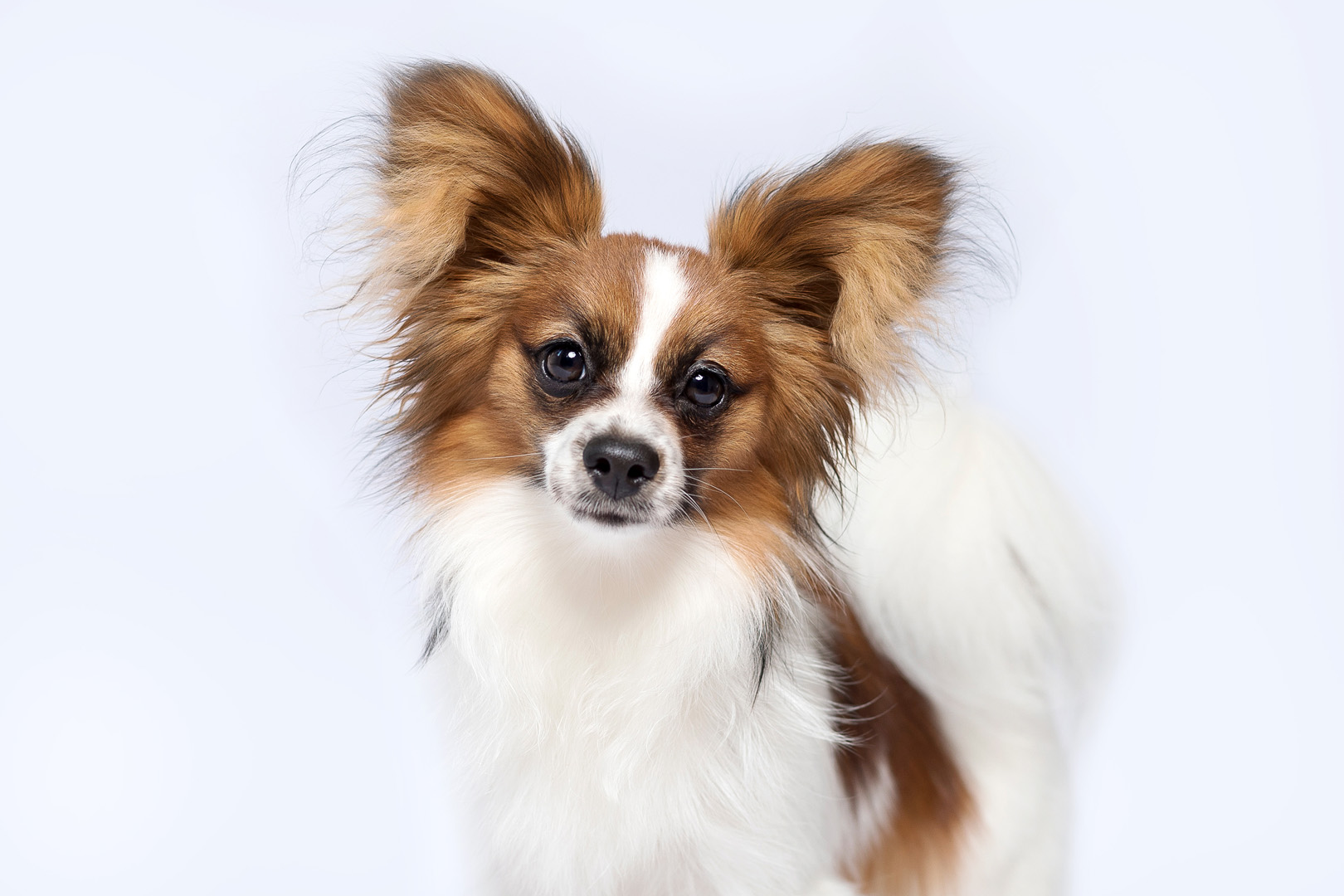 Papillon Rüde im Fotostudio