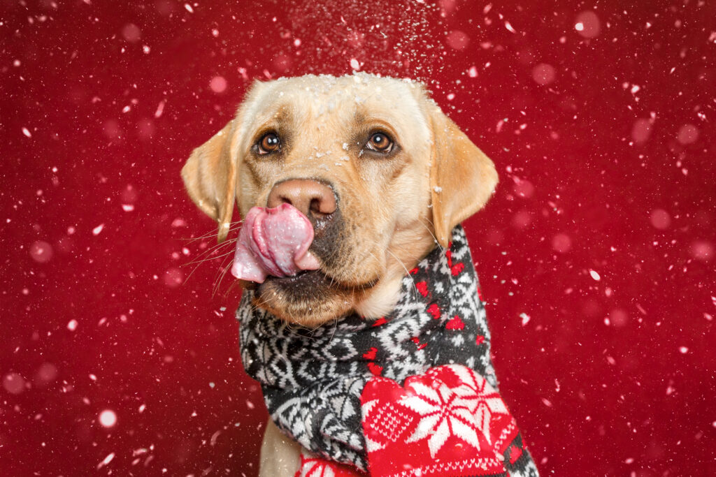 Heller Labrador Retriever im Fotostudio mit Kunstschnee