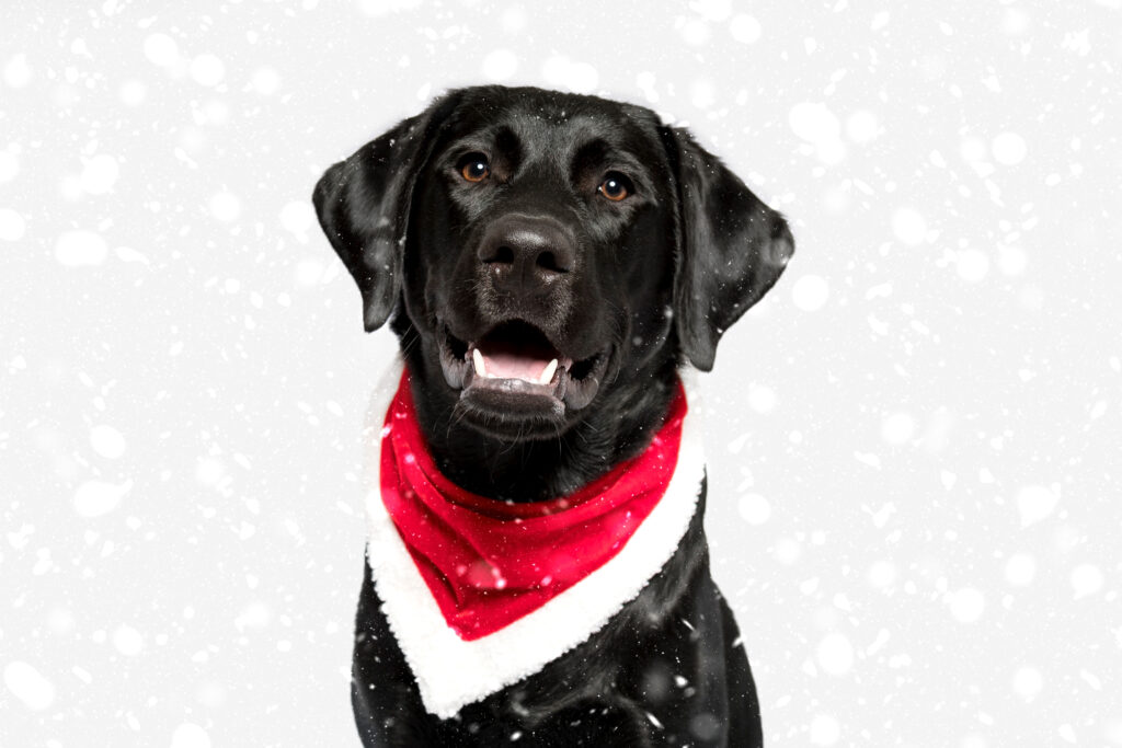 Schwarzer Labrador Retriever im Fotostudio mit Kunstschnee