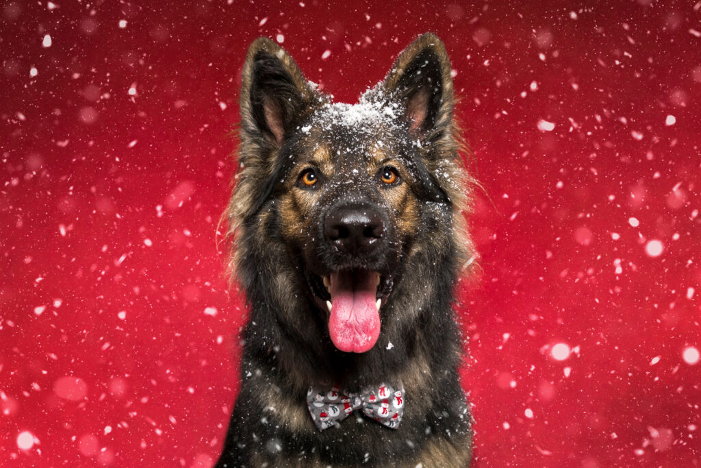 Ares Weihnachtsshooting