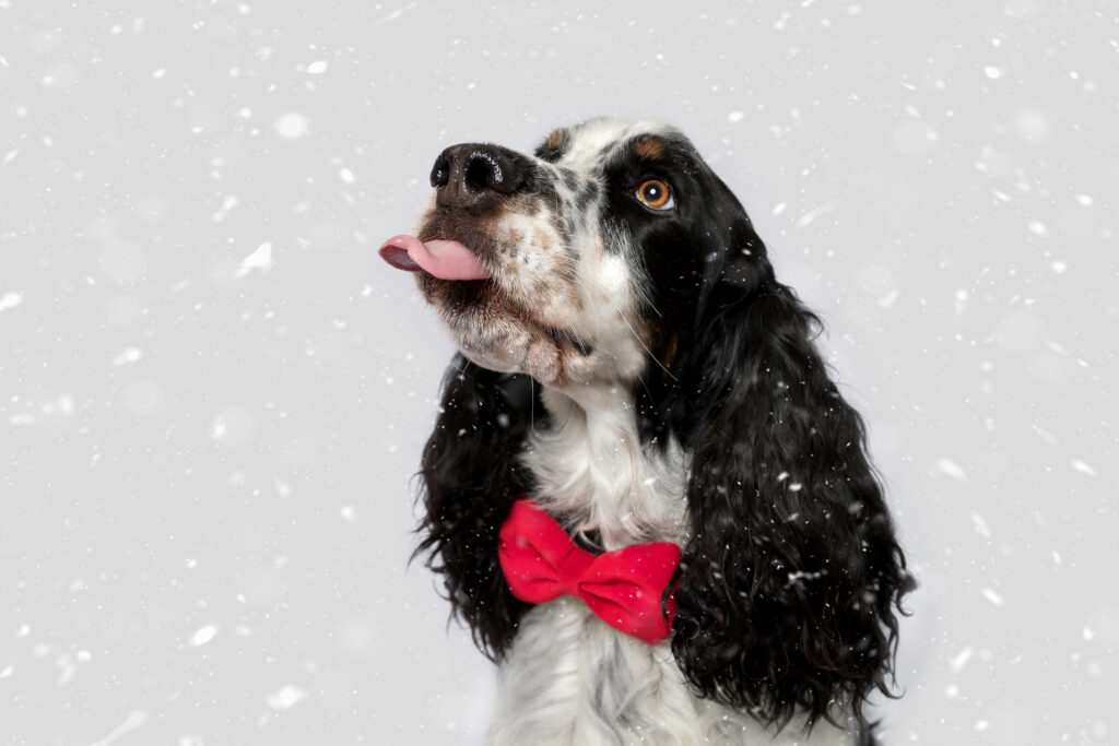 Jasper Weihnachtsshooting