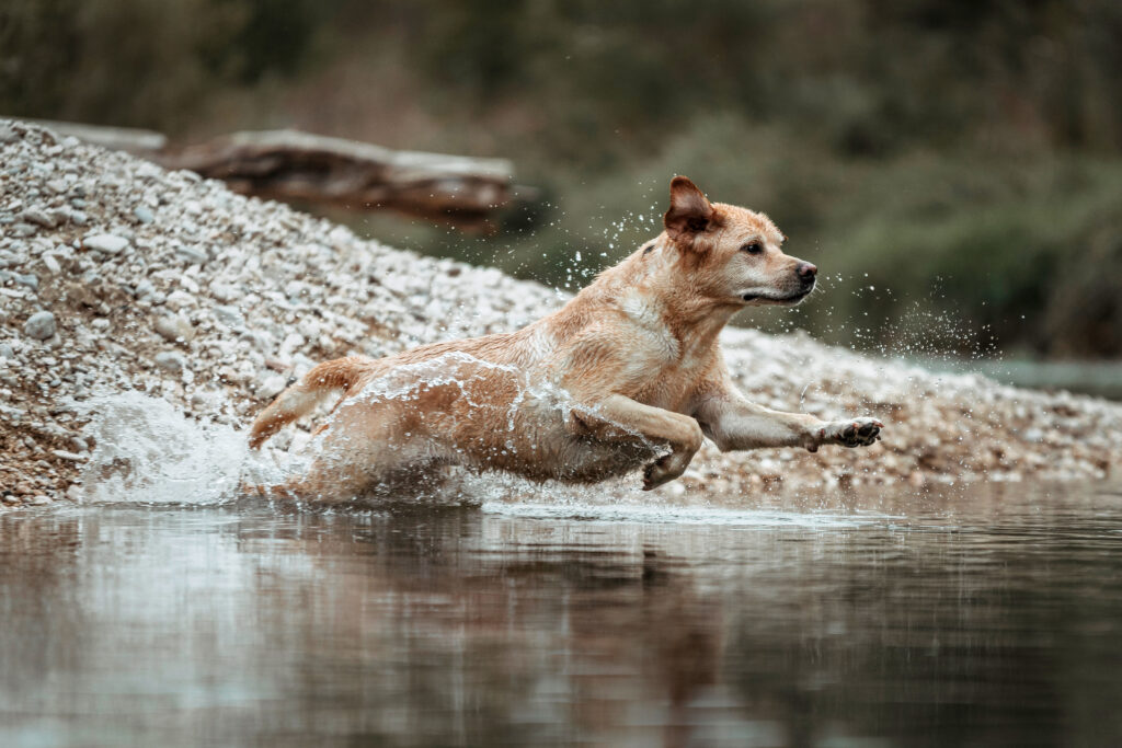 Hundefotoshooting Outdoor | Rocky | ⓒ Lea Styger Photography