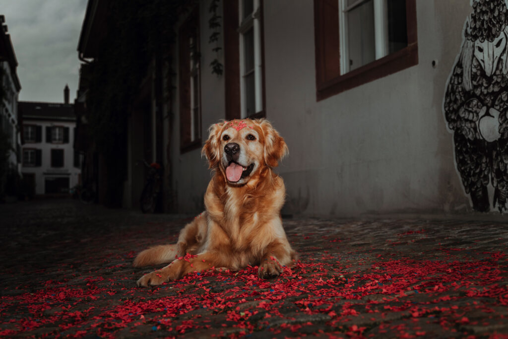 Basler Hundekalender 2024 - Ewok