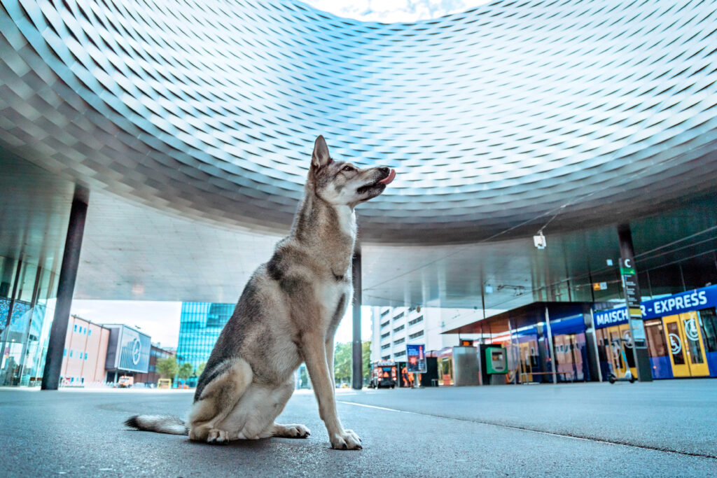 Basler Hundekalender 2024 - Malik