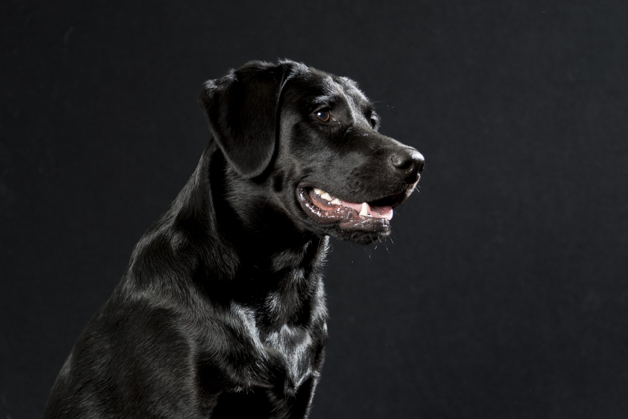 Hundefotoshooting im Studio