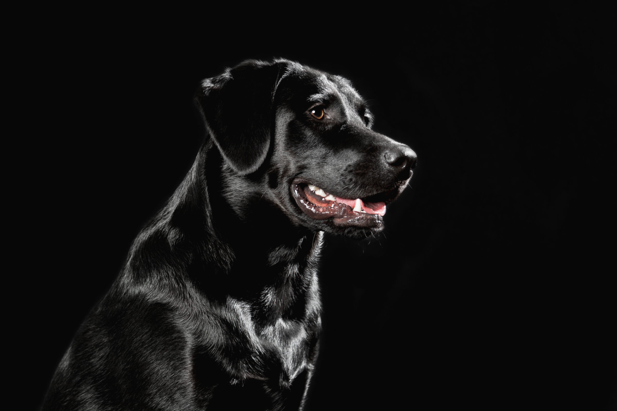 Hundefotoshooting im Studio