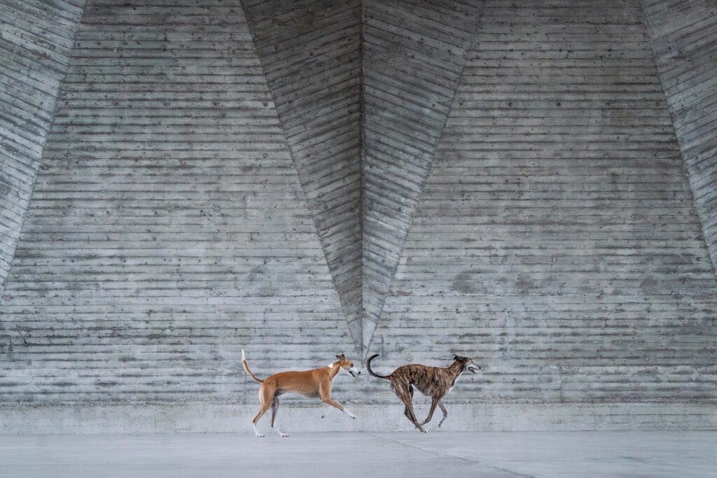 Maurerhalle Fotospecial | Darwin & Torko | ⓒ Lea Styger Photography